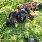 Rhodesian Ridgeback / Presa Canario