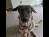 German shepherd