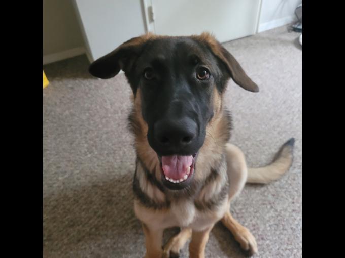 German shepherd