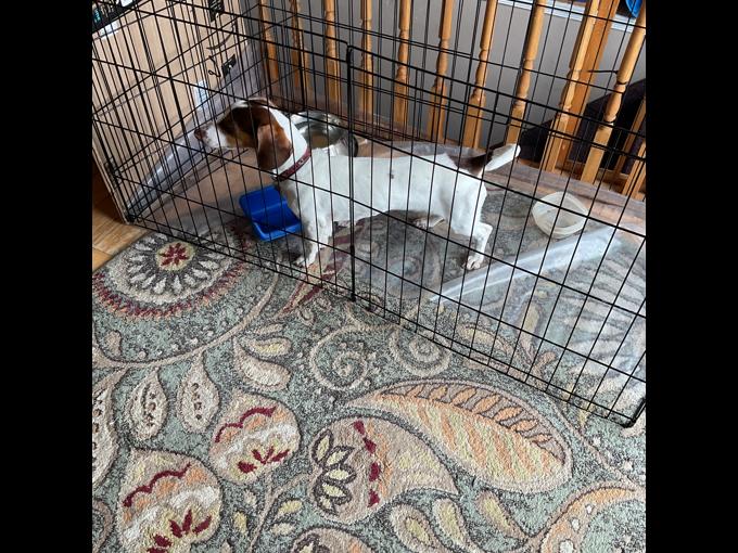 Miniature dachshund