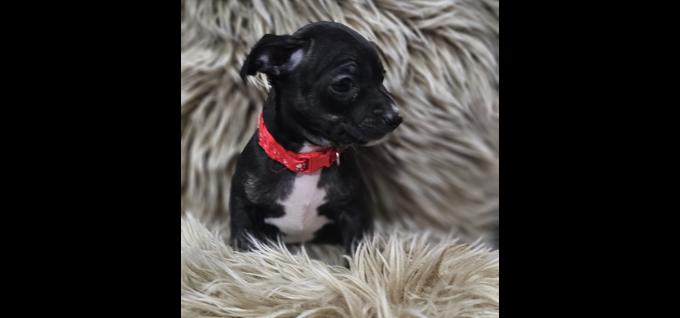 Mini Pinscher/Chihuahua