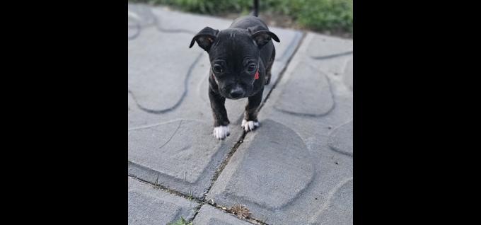 Mini Pinscher/Chihuahua