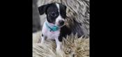 Mini Pinscher/Chihuahua