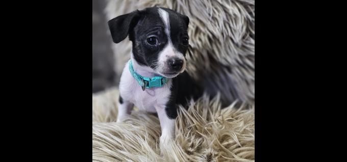 Mini Pinscher/Chihuahua