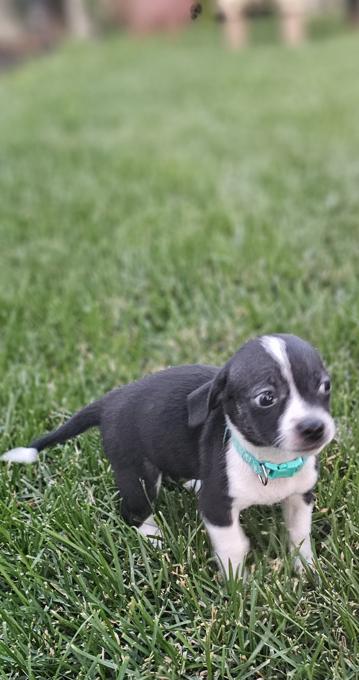 Mini Pinscher/Chihuahua