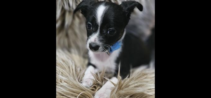 Mini Pinscher/Chihuahua
