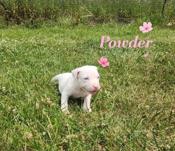 American Bully
