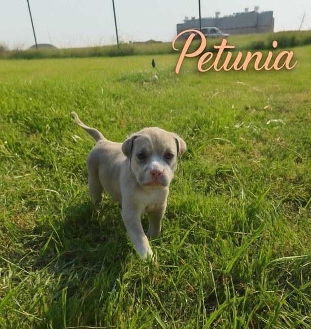 American Bully