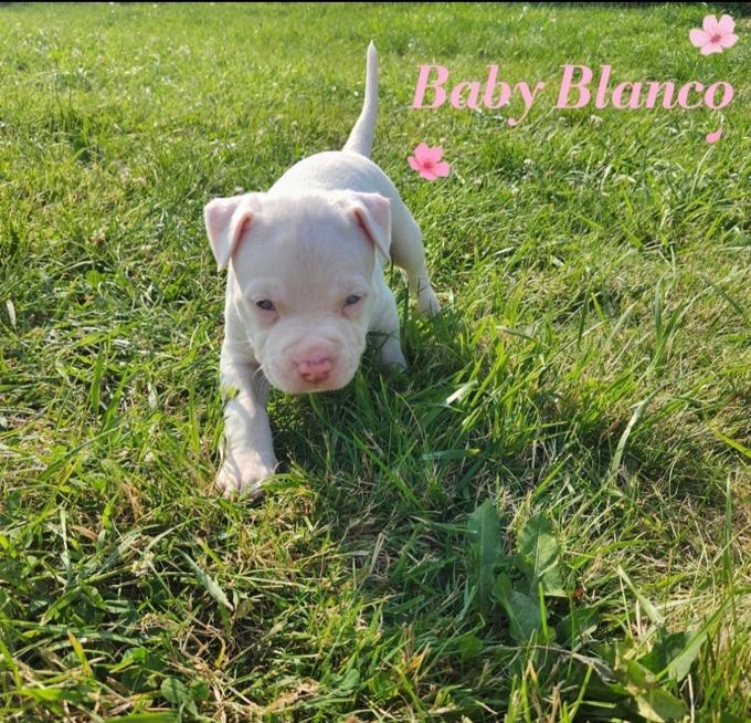 American Bully