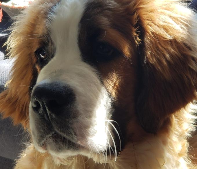 Saint Bernese