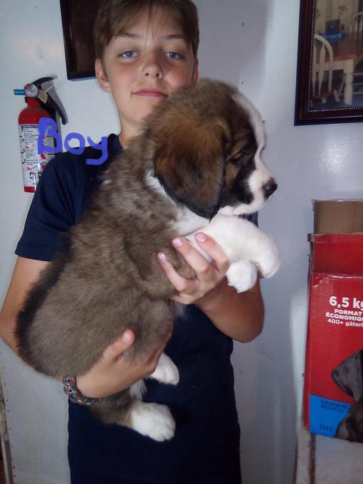 Saint Bernese
