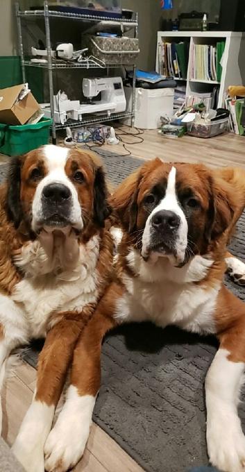 Saint Bernese