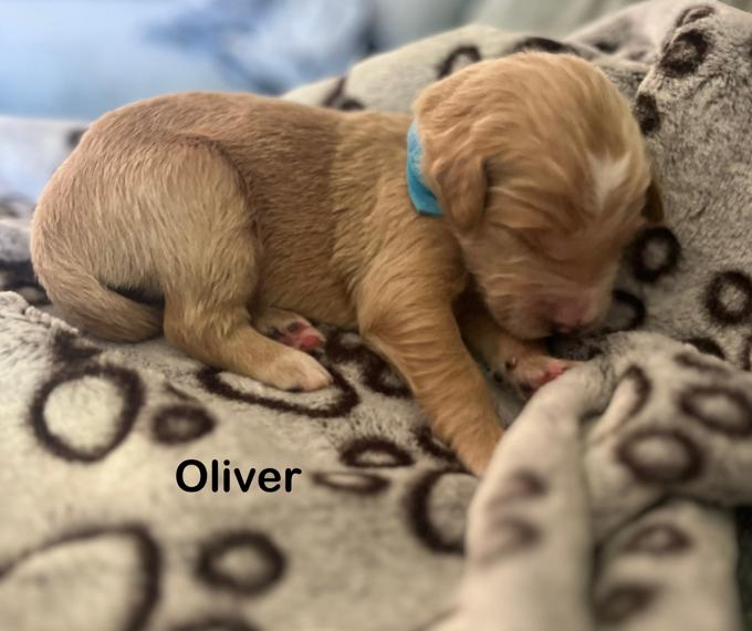 Golden doodle