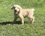 Golden doodle