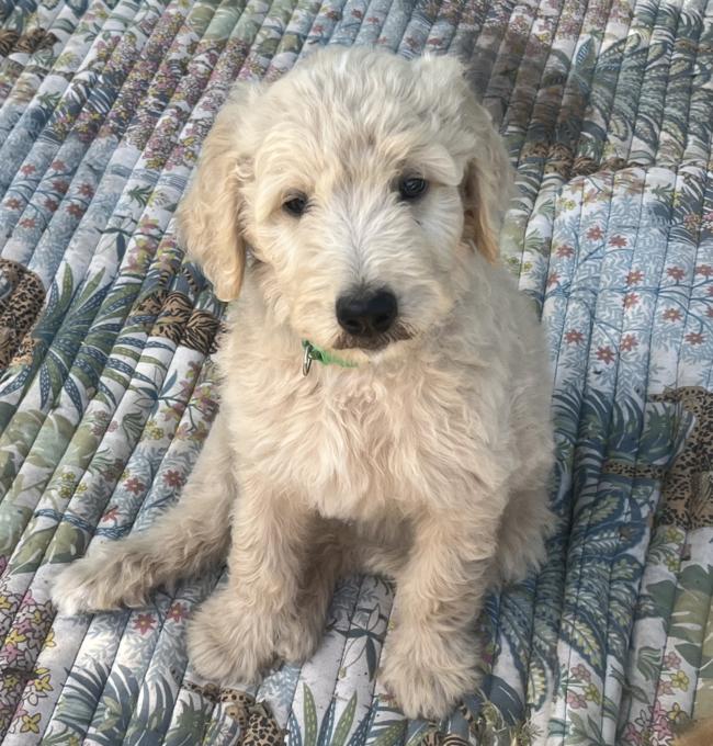 Golden doodle