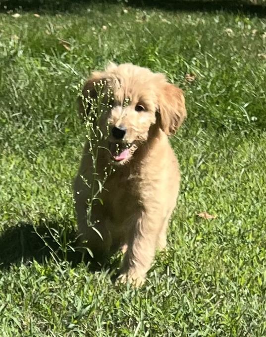 Golden doodle
