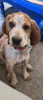 Coonhound