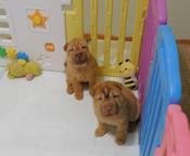 Chinese Shar - Pei Puppies