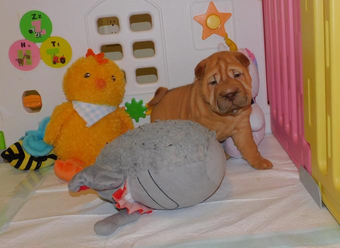 Chinese Shar - Pei Puppies