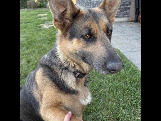 German Shepherd