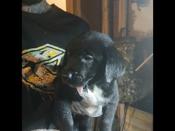 Burmese mountain dog mixed with pinser