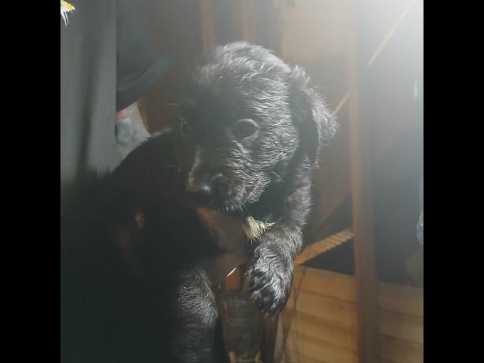 Burmese mountain dog mixed with pinser