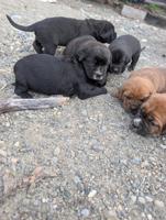 cane corsoxboxer