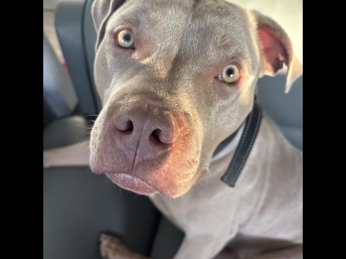 Pitbull