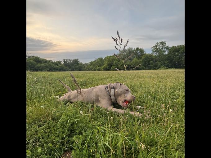 Pitbull