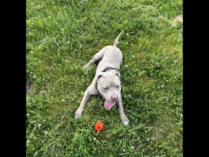 Pitbull