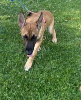 Belgian Malinois