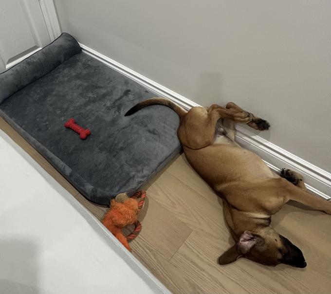 Belgian Malinois