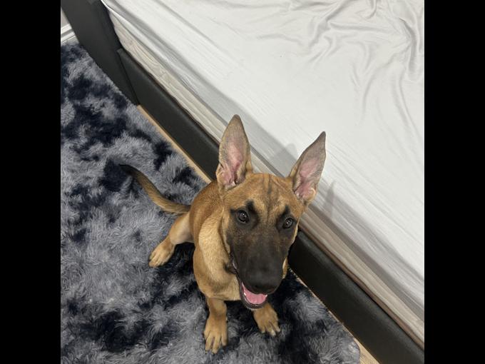 Belgian Malinois