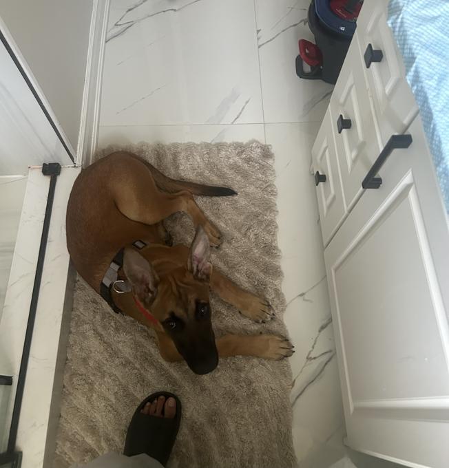 Belgian Malinois