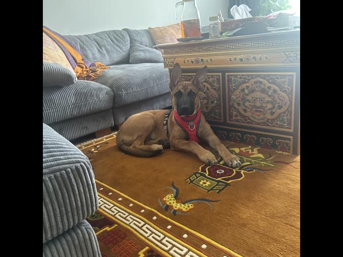 Belgian Malinois