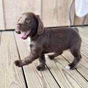English Cocker