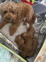 Poodle