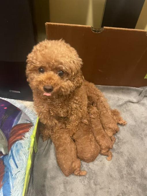 Poodle