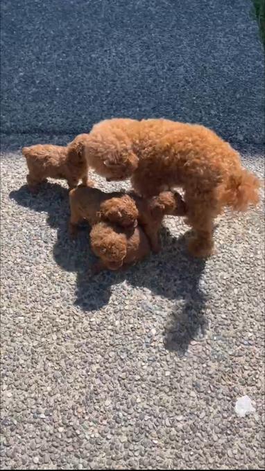 Poodle