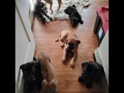 Cane Corso x