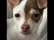 Chihuahua x Yorkshire Terrier
