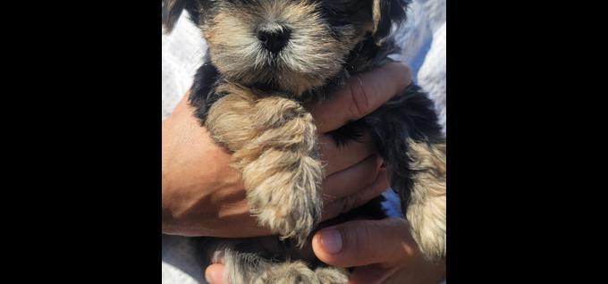 Morkie