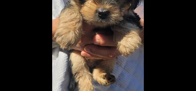 Morkie