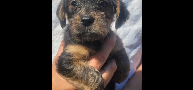 Morkie