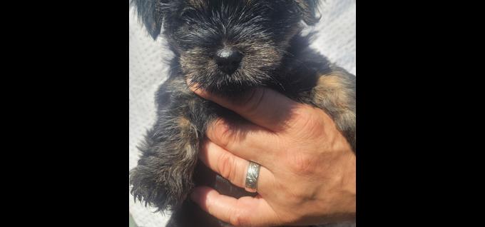 Morkie