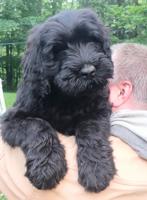 Black Russian Terrier