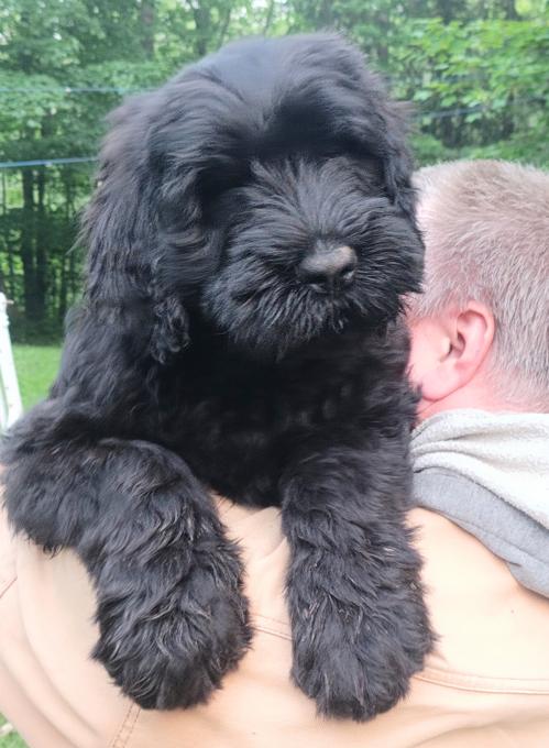 Black Russian Terrier