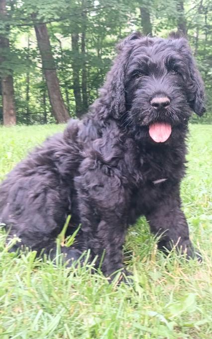 Black Russian Terrier