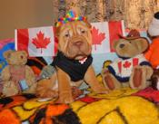 Chinese Shar - Pei Puppies
