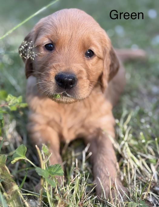 Golden Retriever